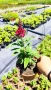 Buddleja dav. Butterfly Candy Little Ruby, снимка 5