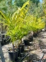 Палми Трахикарпус , Trachycarpus fortunei, снимка 8