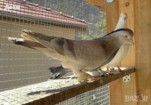 Мардини за игра и Спортни Пощи, снимка 4 - Гълъби - 54296862