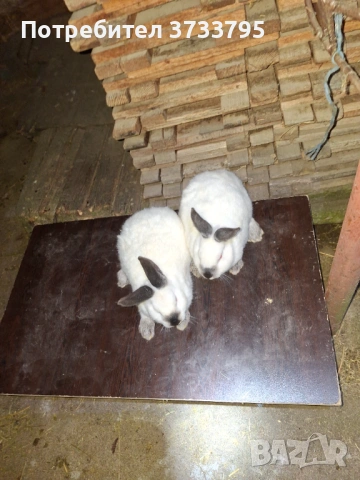 Калифорнийски зайци, снимка 6 - Други - 52656232