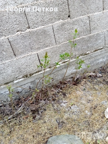 Люляк , снимка 9 - Градински цветя и растения - 54149717