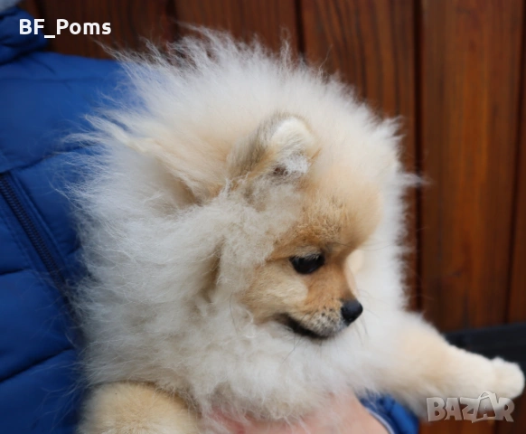 Чистокръвно момченце померан с родословие FCI, снимка 7 - Померан - 50219721