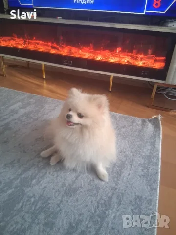 Куче Бял Померан 