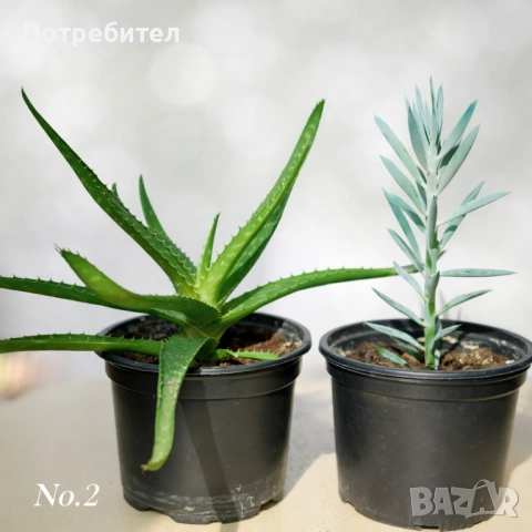 Дуо колекция сукуленти, снимка 2 - Стайни растения - 54508743