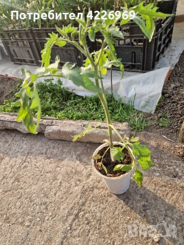 Розови едри домати, снимка 2 - Разсади - 54194380