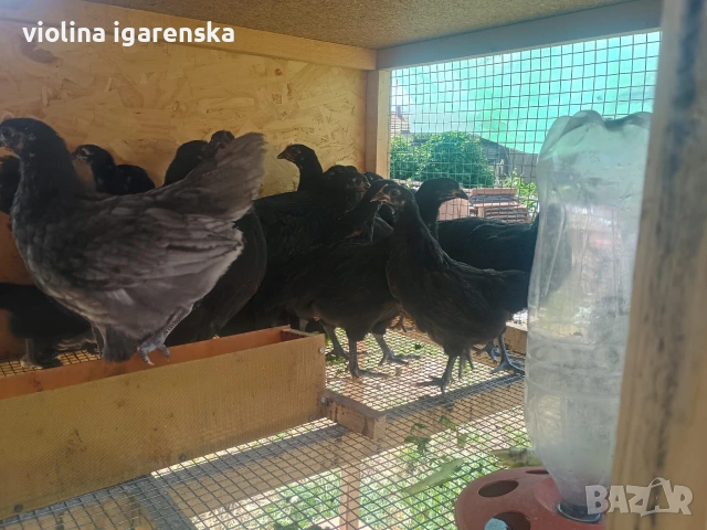 пилета аустралорп 8 евро , снимка 6 - Кокошки и пуйки - 54261403