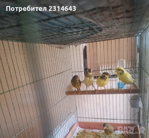 Канарчета женски и млади 