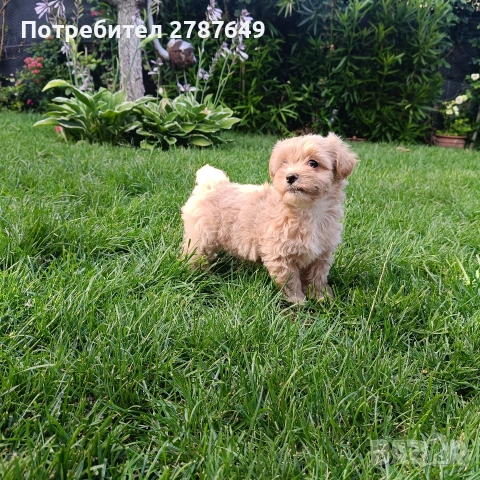 Мини малтипу момичета, снимка 4 - Пудели - 55268989