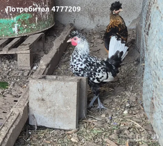 Кокошки Апенцелер , снимка 3 - Кокошки и пуйки - 55577933