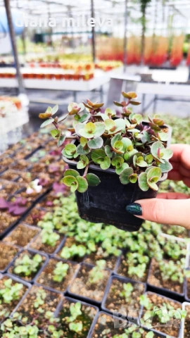 Кализия, Callisia Repens Care, снимка 9 - Стайни растения - 42265579