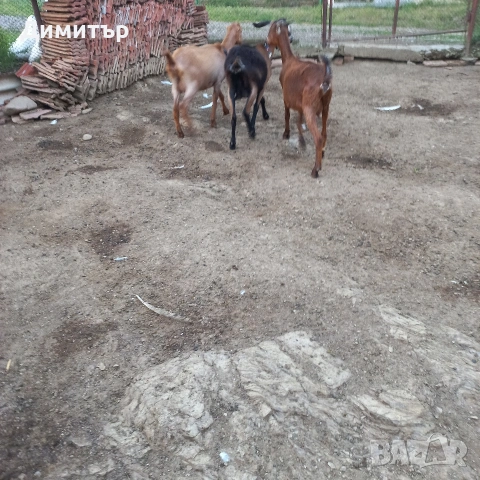 продавам 10 овце овен 3кози, снимка 7 - Овце - 54887230