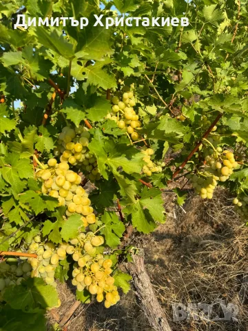 Десертно грозде за ракия и вино , снимка 3 - Други - 55701015