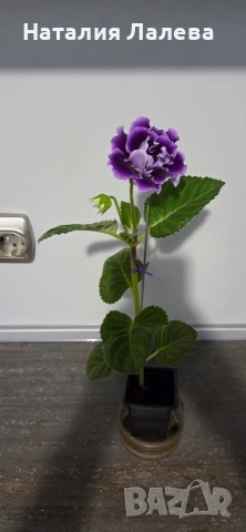 Каменно цвете, глоксиния, Gloxinia, снимка 3 - Стайни растения - 54774031