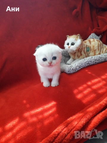 Супер Цена .Елитни Котенца, снимка 4 - Британска късокосместа - 54607495