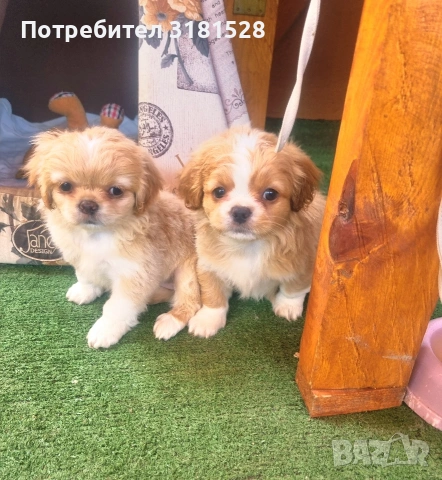 малки пекинези 