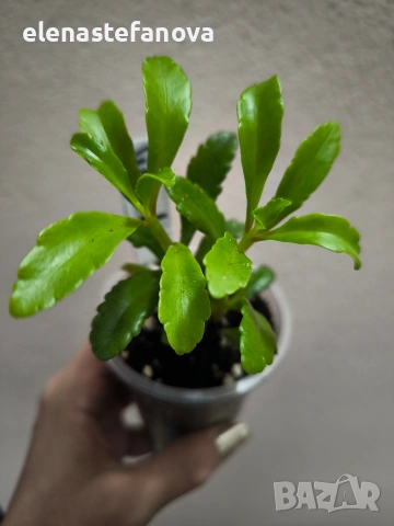 Каланхое Wendy , снимка 4 - Стайни растения - 54084470
