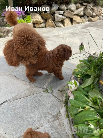 Той мини пудел, снимка 3 - Пудели - 54253460