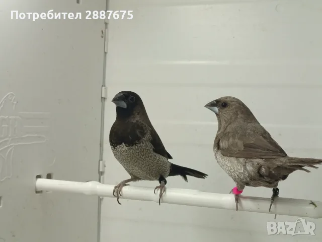 Люспогърди амадини, снимка 4 - Амадини - 55601353