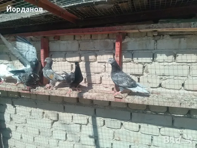 Продавам пазарджишки гълъби, снимка 4 - Гълъби - 54780576