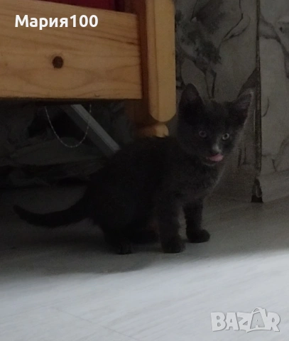 Котката Сиво женски, снимка 3 - За котки - 55255433