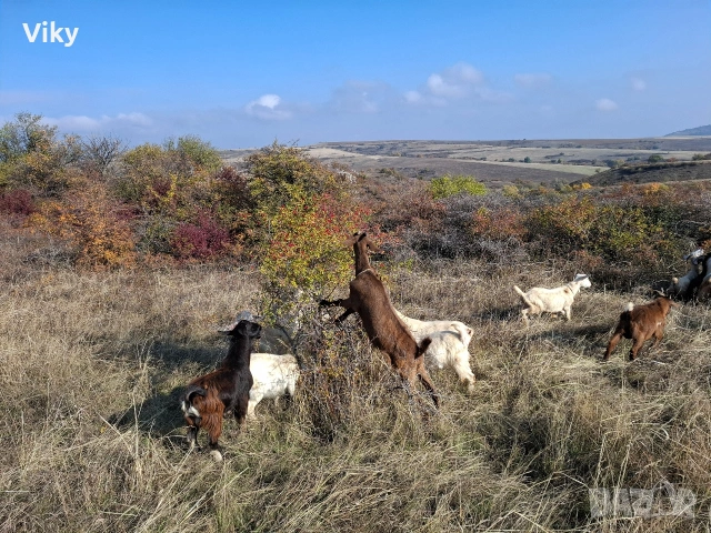 натурално козе мляко, снимка 4 - Кози - 54155662
