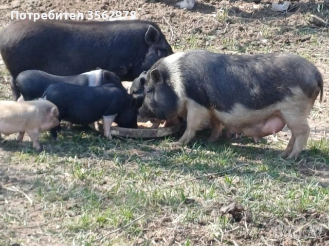 малки Виетнамски прасенца 