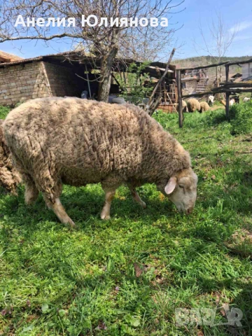 Овце и два коча, снимка 5 - За селскостопански - 54283161