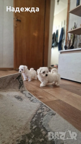 Малтийска болонка , снимка 7 - Болонка - 54257659