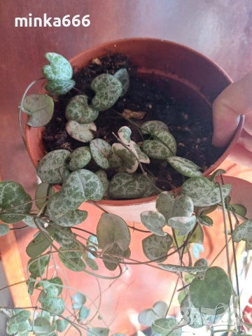 Вариегатна церопегия, снимка 4 - Стайни растения - 53955479