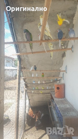 Розовогърд александър 🦜 Китайски Алексанри , снимка 3 - Папагали - 54490747