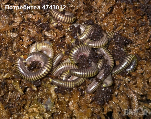Spirobolus (Tonkinudulanus и Anadenobolus monilicornis, снимка 2 - Други - 54754581