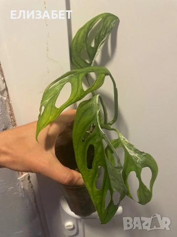 Monstera adanosi var