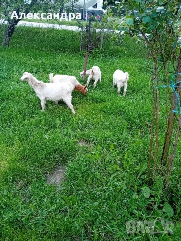 Продавам ярета, снимка 2 - Кози - 54666887