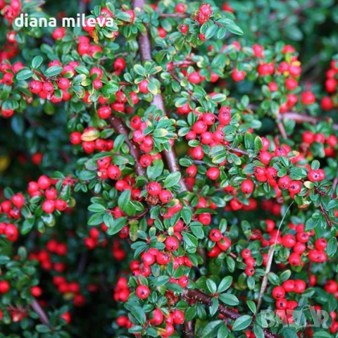 Котонеастър Дамери Мажор, Cotoneaster Dammeri Major, снимка 3 - Градински цветя и растения - 55283660