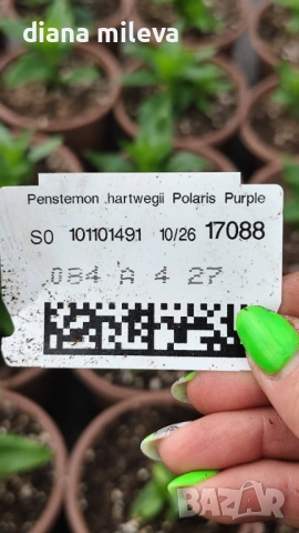 Пенстемон лилав, Penstemon polaris Purple, студоустойчив, снимка 4 - Градински цветя и растения - 54093394