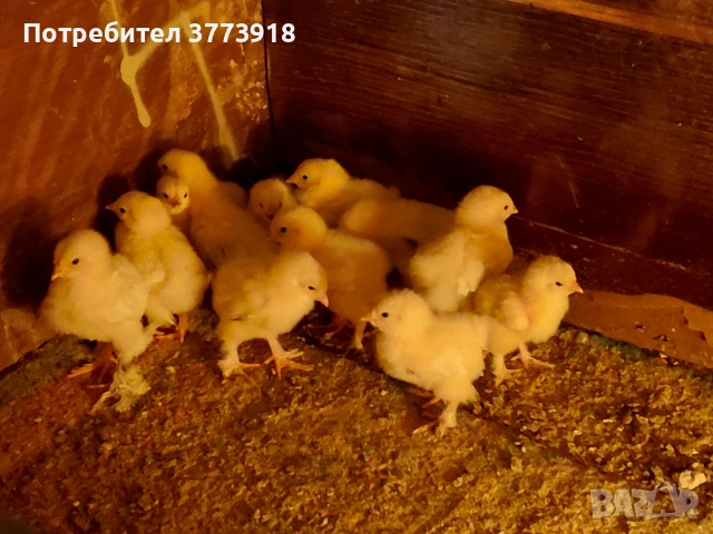 Продавам пиленца Колумбийска брама на цена 4€