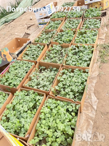 Продавам пъпеши и дини на подложка хибридни семена , снимка 2 - Други - 54154811