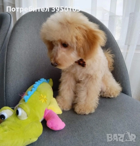 Мини пудел момченце , снимка 3 - Пудели - 54236028