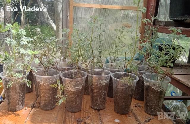Сладък пелин Artemisia Annua