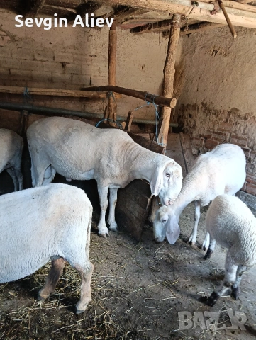 Продавам коч за разплод , снимка 2 - Овце - 55196266