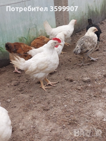 Петлета легхорн, снимка 2 - други­ - 54082221