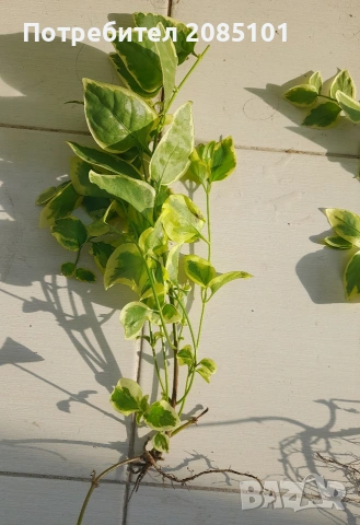 Пъстра зеленика Vinca major Variegata, снимка 2 - Стайни растения - 54797232