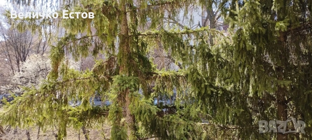 Отдавам под наем тристаен, непреходен, обзаведен в кв . Изток, снимка 11 - Апартаменти - 55098754