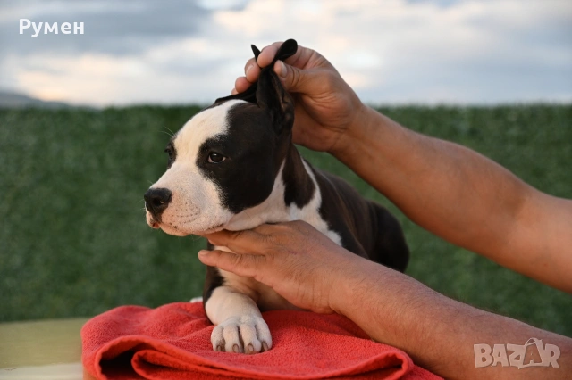 Американски стафордшир териер , снимка 11 - Американски стафордширски териер - 53970216