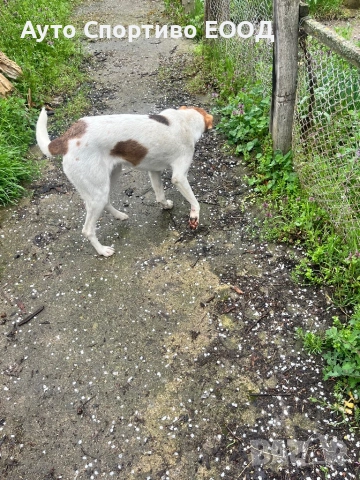 Търси дом, снимка 2 - Други - 54086354