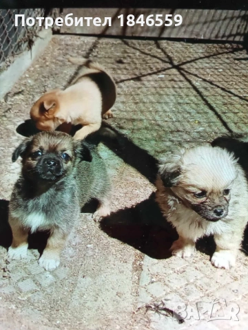 Малки маймунки 