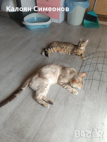 Бенгалски котета, снимка 14 - Бенгалски - 54357737