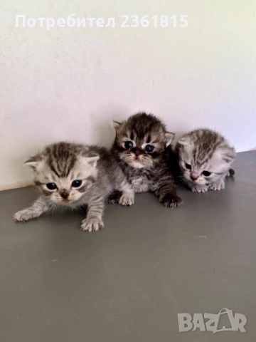 Шотландски котенца, снимка 8 - Британска късокосместа - 54478164