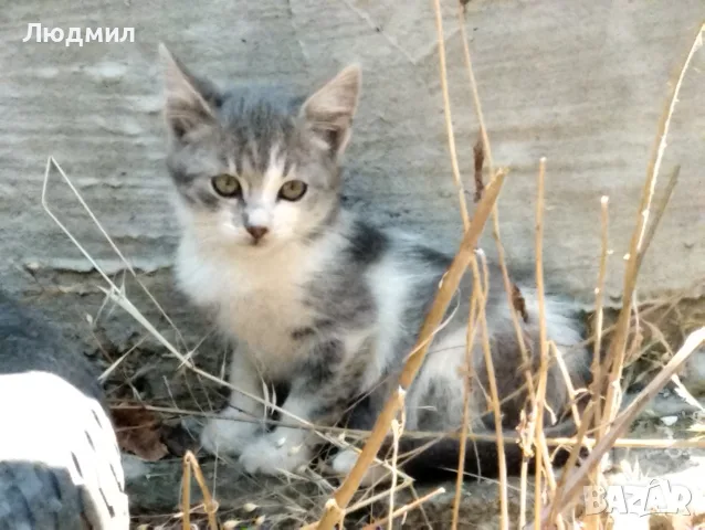 Котета подарявам!!!
