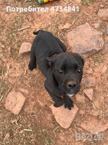 Бебета кане корсо , снимка 5 - Кане корсо - 54263726